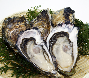 Watari Oysters
