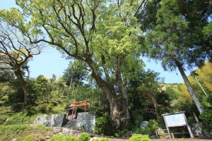 Hikitsukuri-no-Okusu Camphor Tree