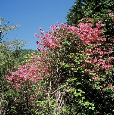Rhododendron Path
