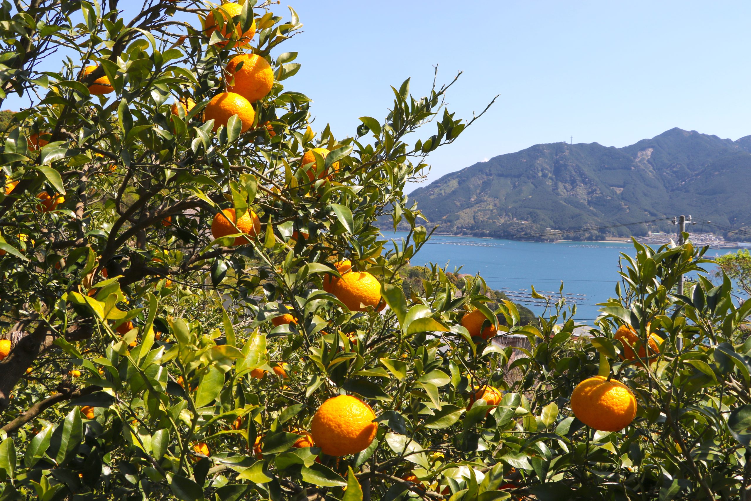 年中みかんが採れる東紀州は柑橘の聖地