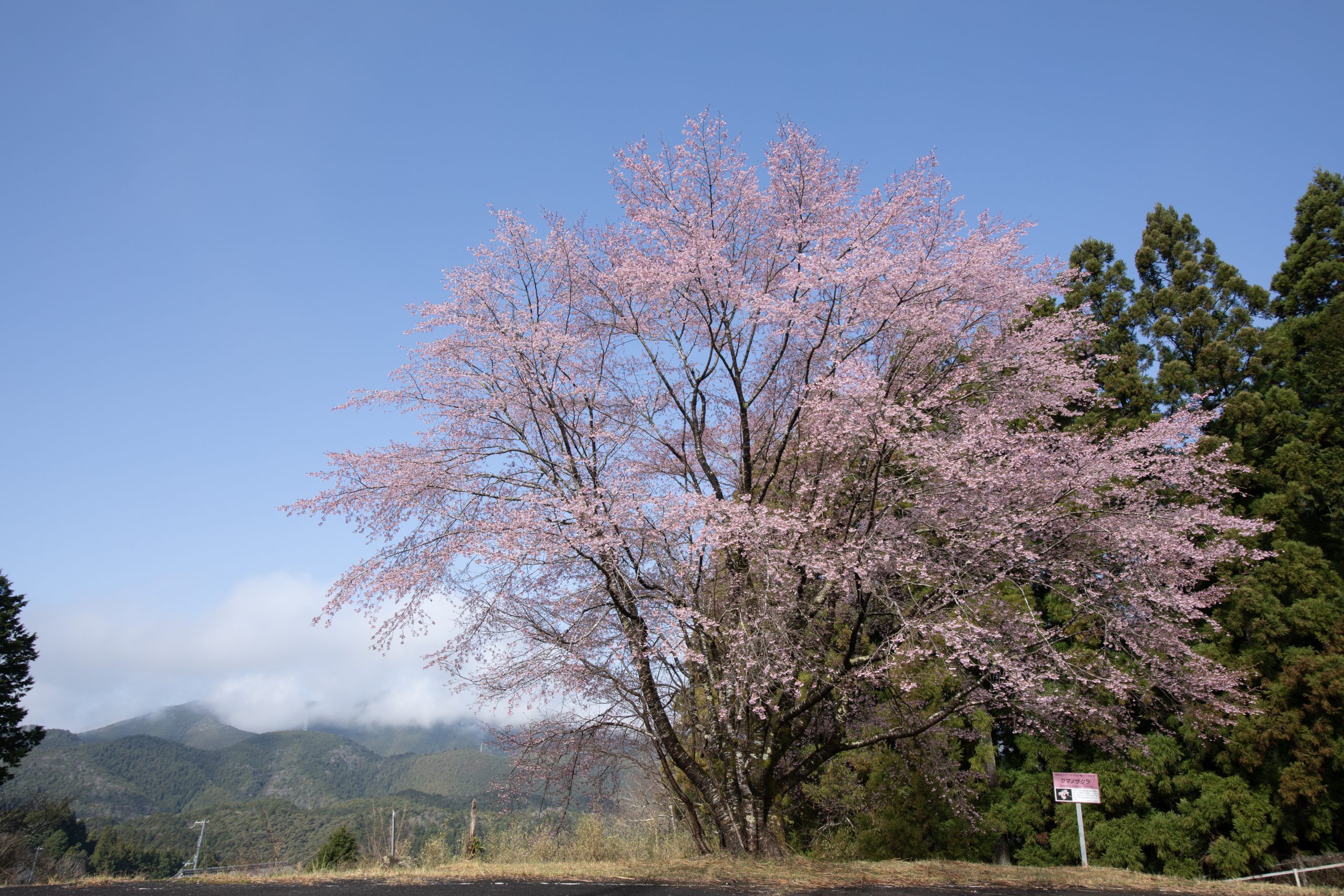 Kumano-zakura Cherry Tree