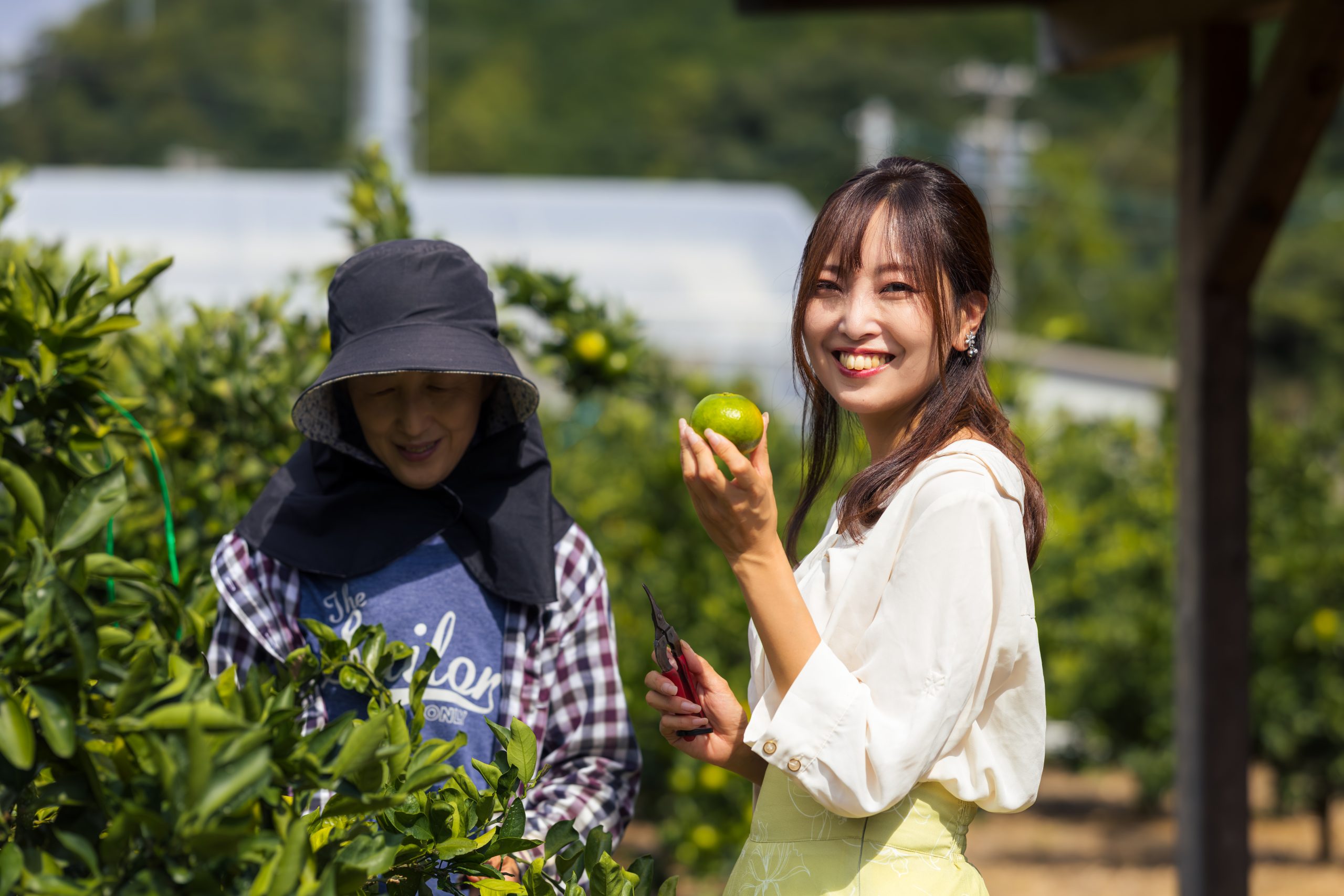 みかんのおいしい熊野古道のまち三重県紀北町で秋だけのお楽しみ「みかん狩り」を楽しもう！かきうち園芸をご紹介