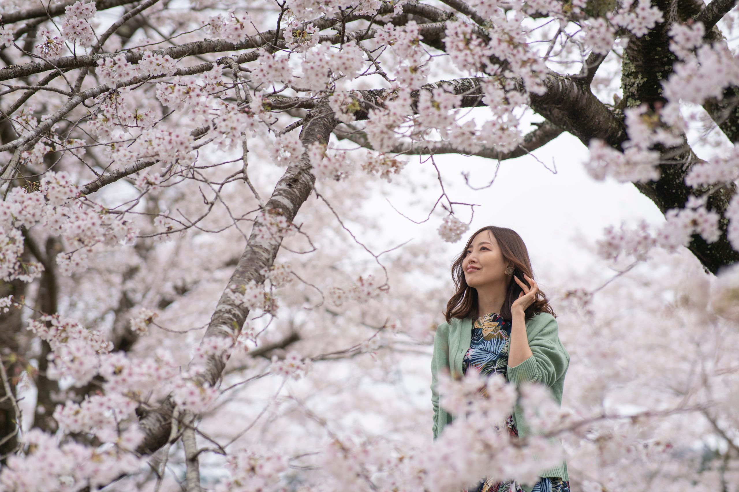 【桜特集】三重県東紀州の桜スポット8選｜尾鷲・紀北・熊野